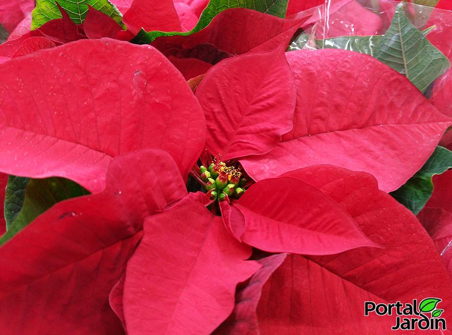 Poinsettia Flor de Pascua Portal Jardín
