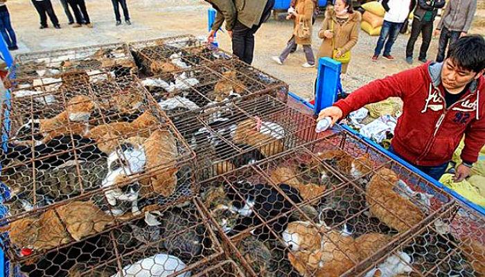 comercio ilegal de gatos en China