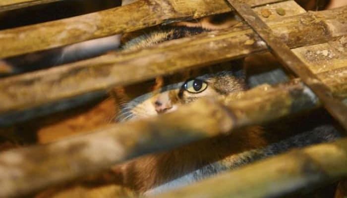 el trato inhumano caracteriza este tipo de comercio