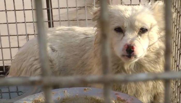 Los perros tampoco escapan de esta cruel realidad