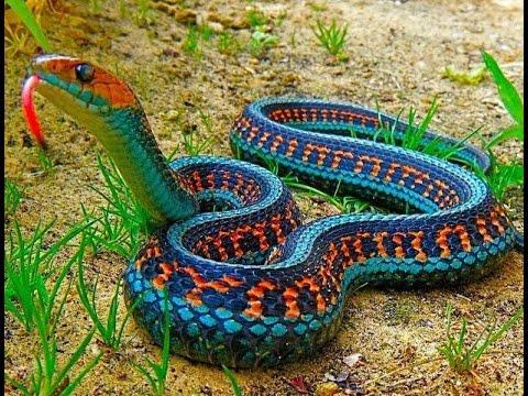 Una serpiente