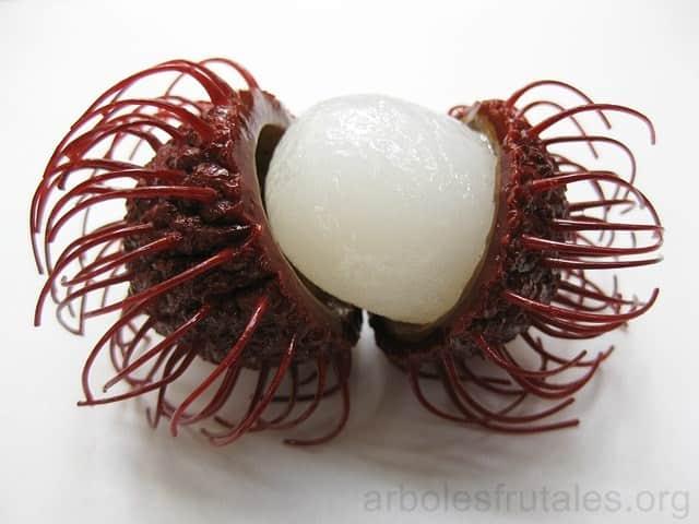 rambutan-fruta