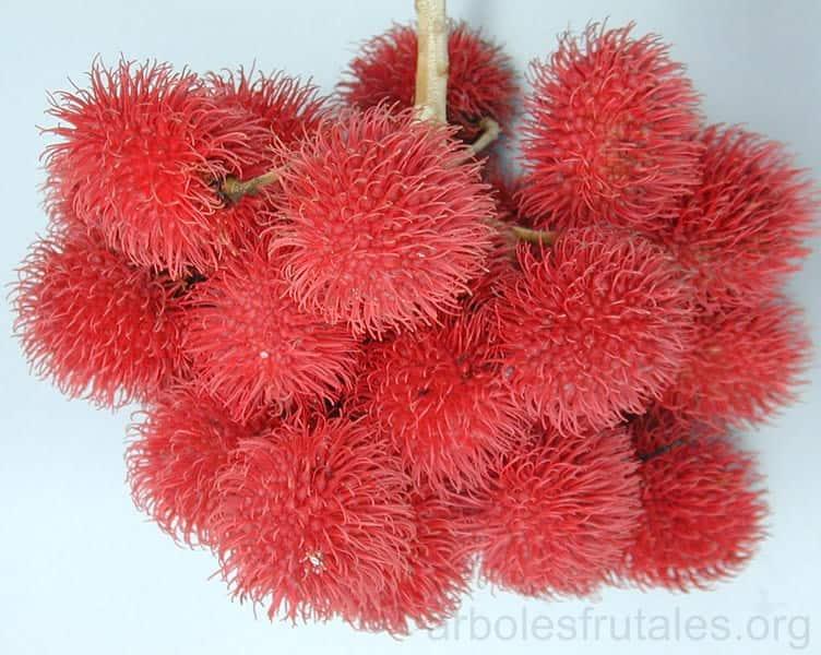 rambutan_fruta