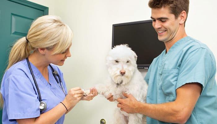 odontología en perros y gatos