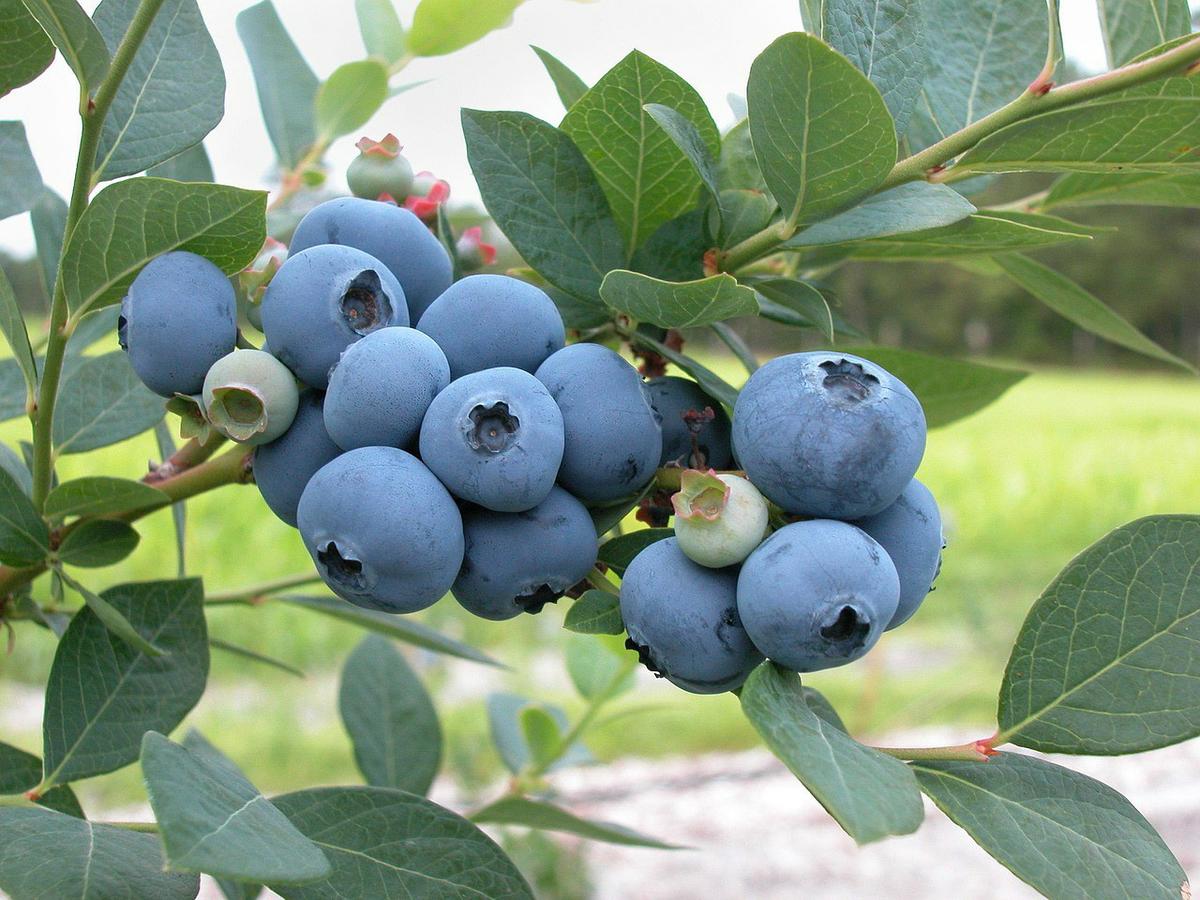 blueberries-1813420_1280