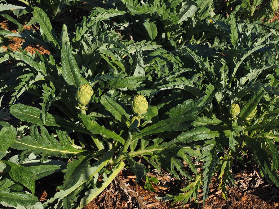 La plata de las alcachofas