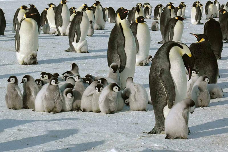 white-desert-pinguins