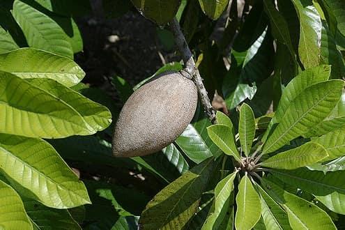 mamey-todo_lo-que-debes-saber-min