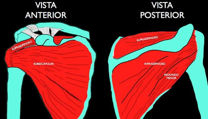 Anatomía del hombro 