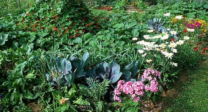 biodiversidad huerto