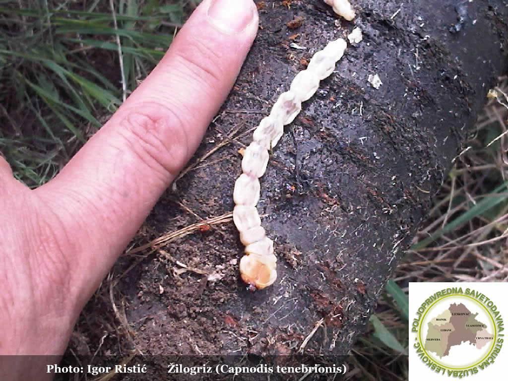 Gusano cabezudo de la madera, ¡combátelo! | Plantas