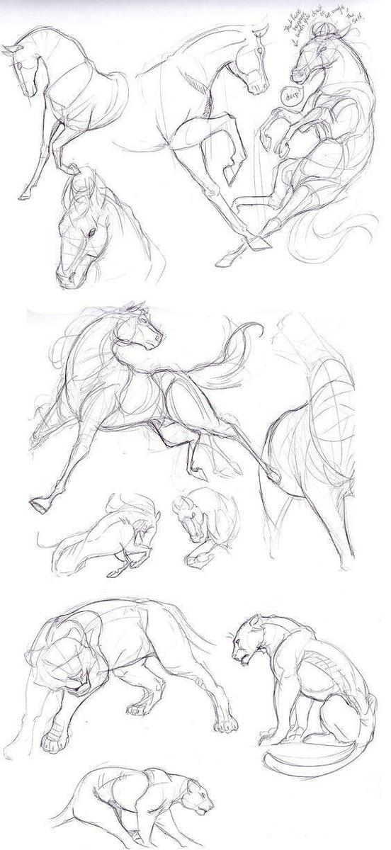 como dibujar animales salvajes 2