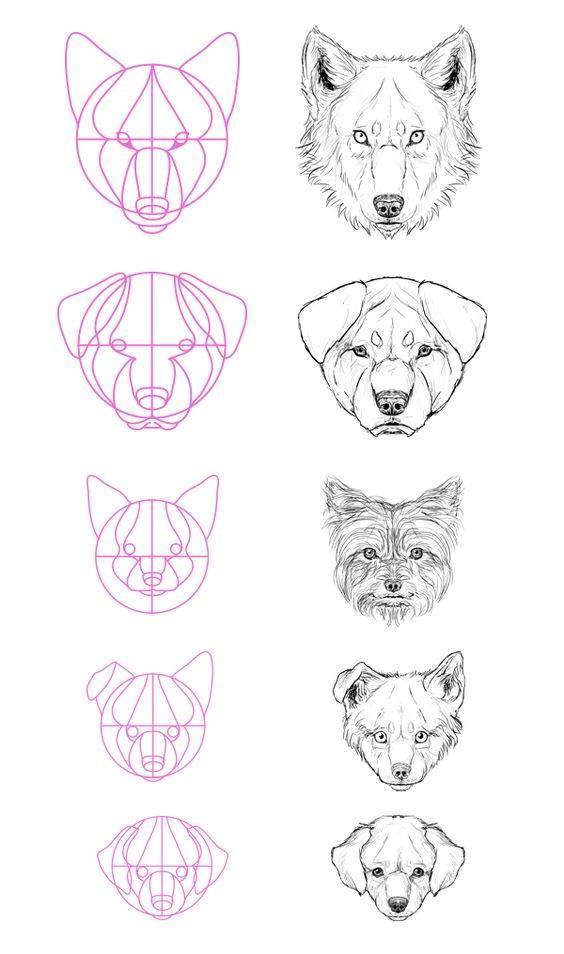 caras de animales para dibujar