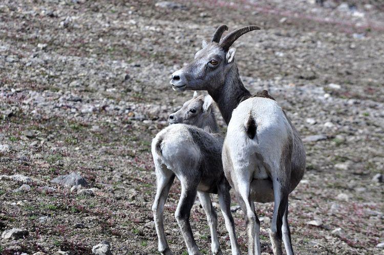 canada-08-ruta-por-icefields-parkway-24