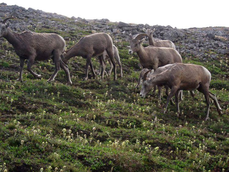 canada-08-ruta-por-icefields-parkway-25