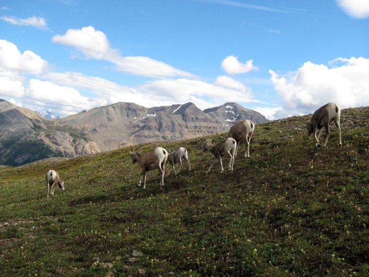 canada-08-ruta-por-icefields-parkway-26
