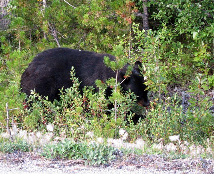 canada-08-ruta-por-icefields-parkway-34