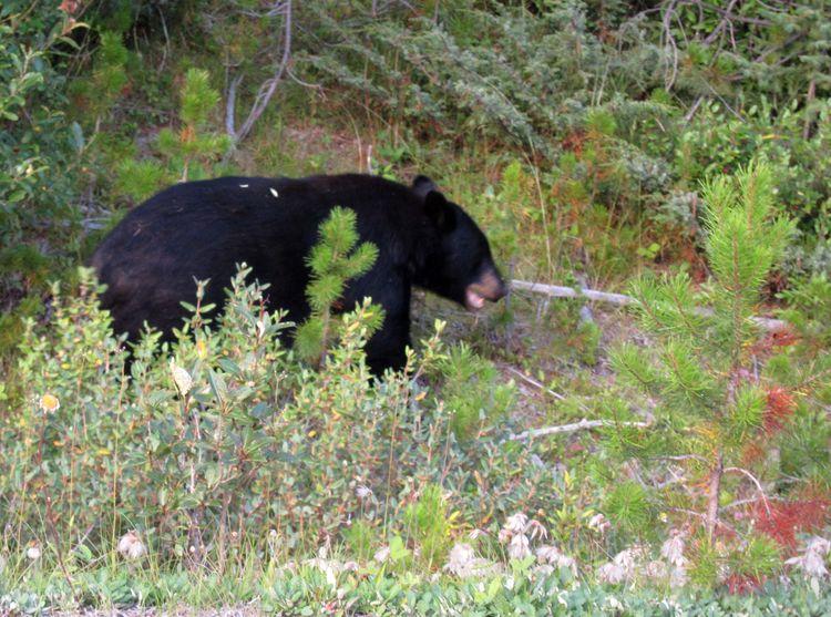 canada-08-ruta-por-icefields-parkway-35