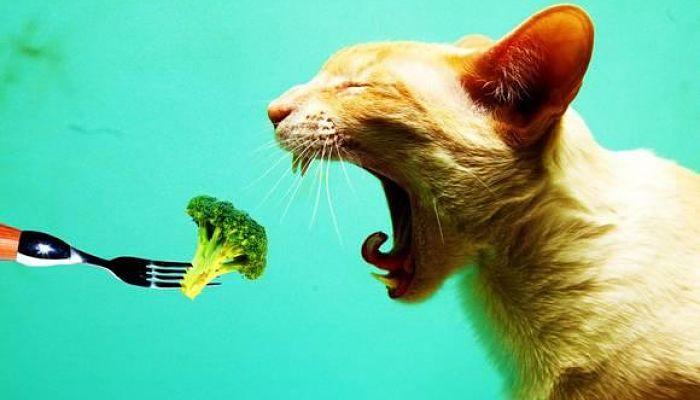 loa gatos pueden comer ciertas frutas y verduras