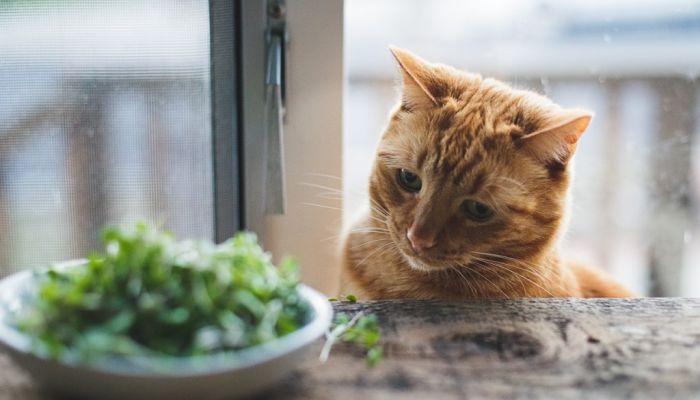 regalale a tu gato una sana alimentación