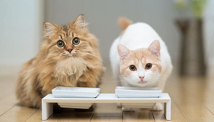 la hidratación en los gatos es de vital importancia 