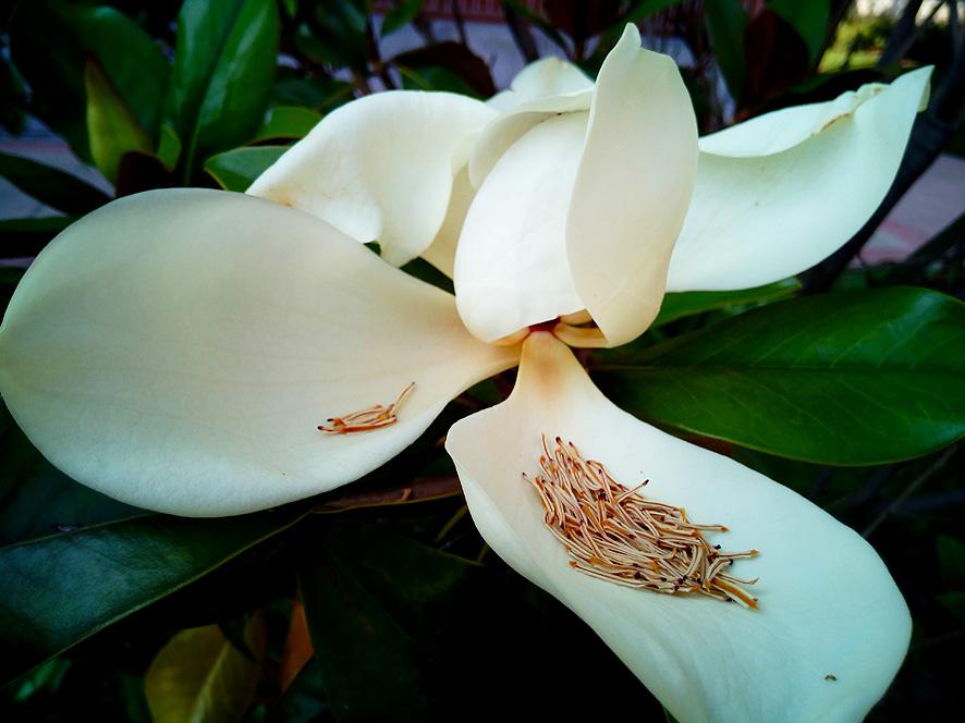 El lenguaje de las flores