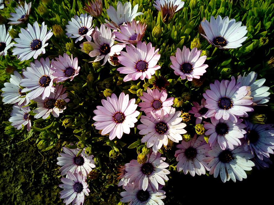 El lenguaje de las flores