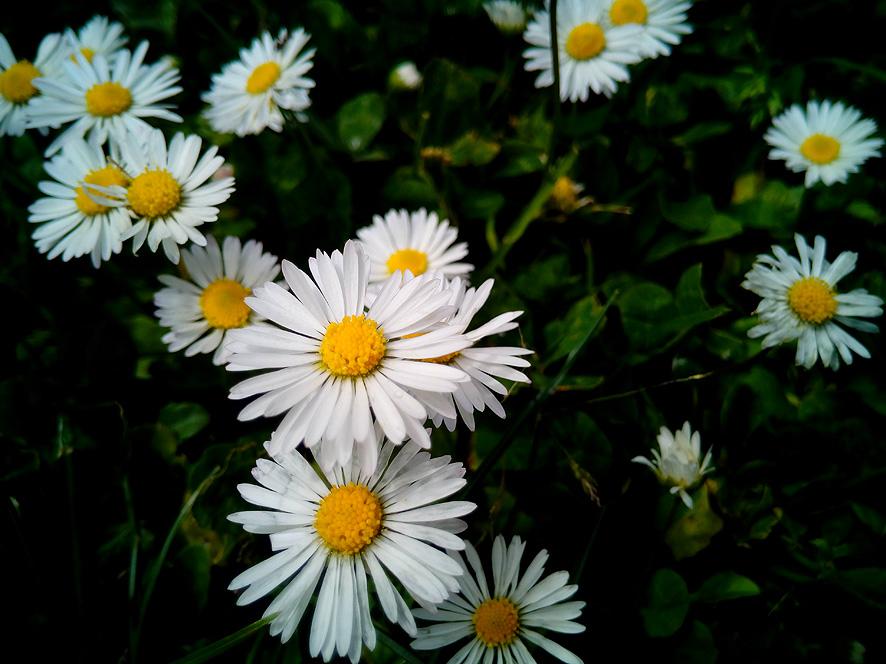 El lenguaje de las flores