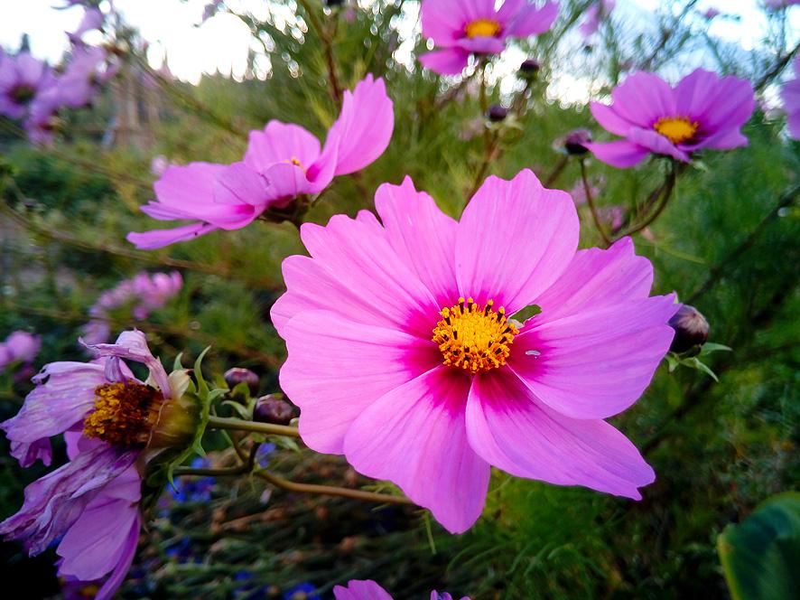El lenguaje de las flores