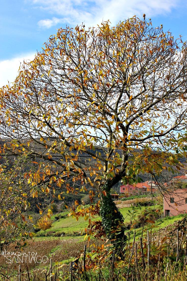 foto de casas de zobra