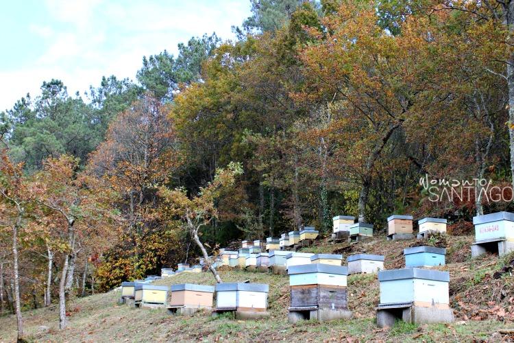 foto de colmenas