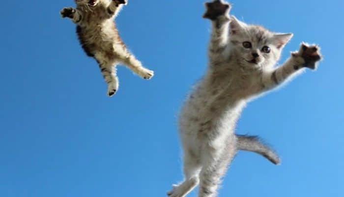 golpes internos en gatos