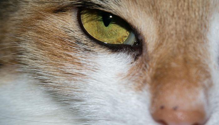 el síndrome del gato volador