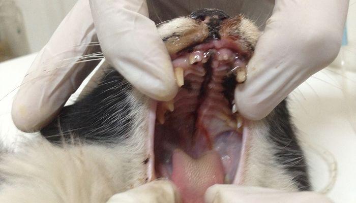 las fracturas son muy comunes