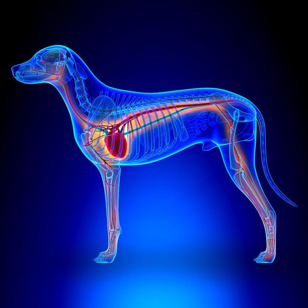 Pelágico pasión Clasificar Ritmo cardíaco anormal en perros | Mascotas