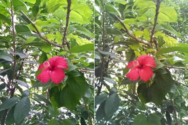 Comparativa DOOGEE Y6 MAX vs Xiaomi Mi MAX 01 pantalla colores brillo diseño precio