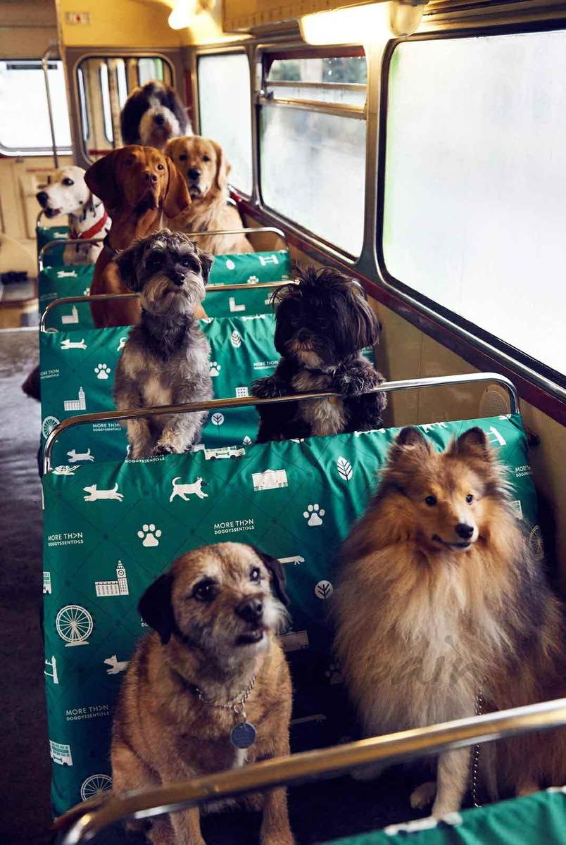 autobús para perros