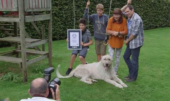 perro con cola más larga del mundo