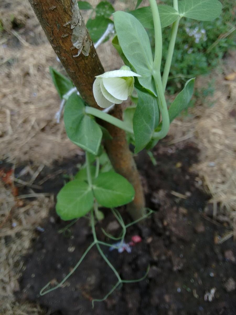 img_20161031_142742139