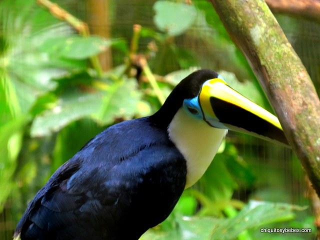 amazonia ecuatoriana