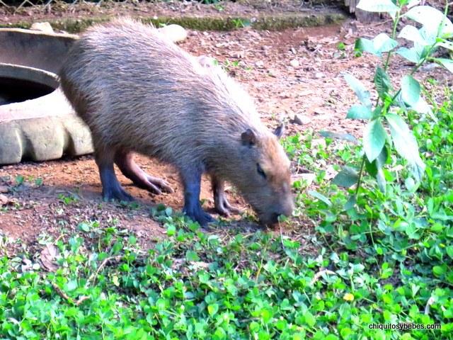 capibara