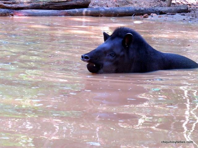 tapir