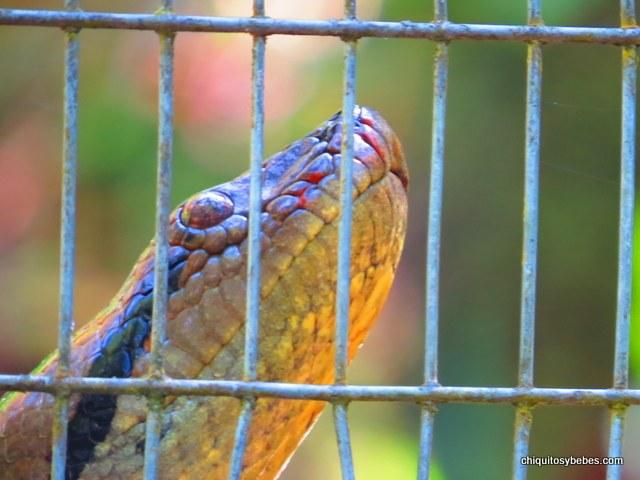 esmeralda en amazoonico