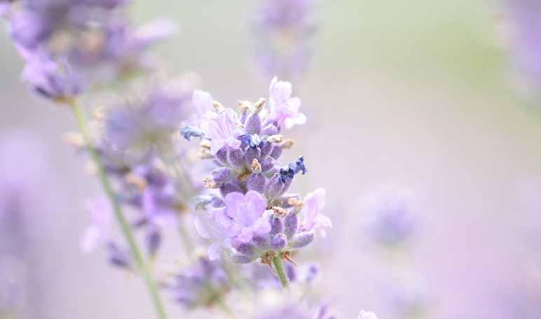 Trucos sencillos para la limpieza de la ropa