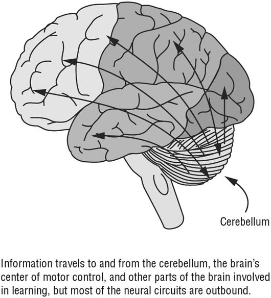 cerebelo libro de jensen