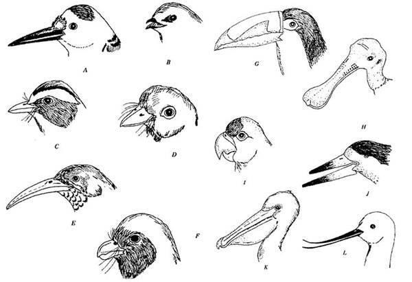 como dibujar un pico de ave