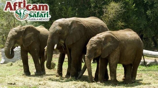 africam-safari-fiesta