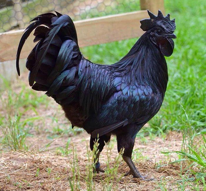 pollo-negro