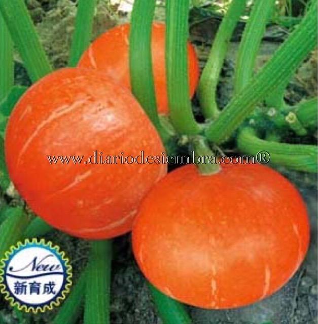 semillas-china-02-2017