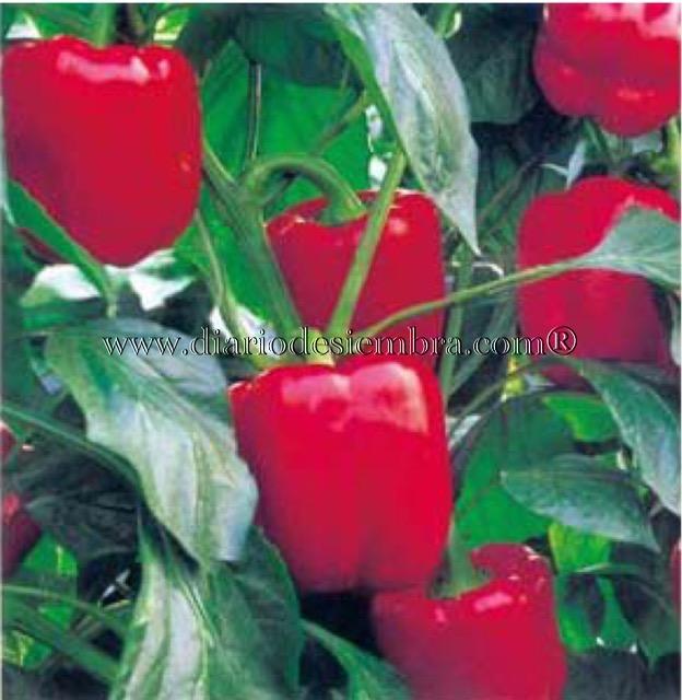 semillas-china-pimiento-mtpe035